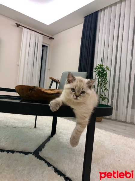 British Shorthair, Kedi  Simba fotoğrafı