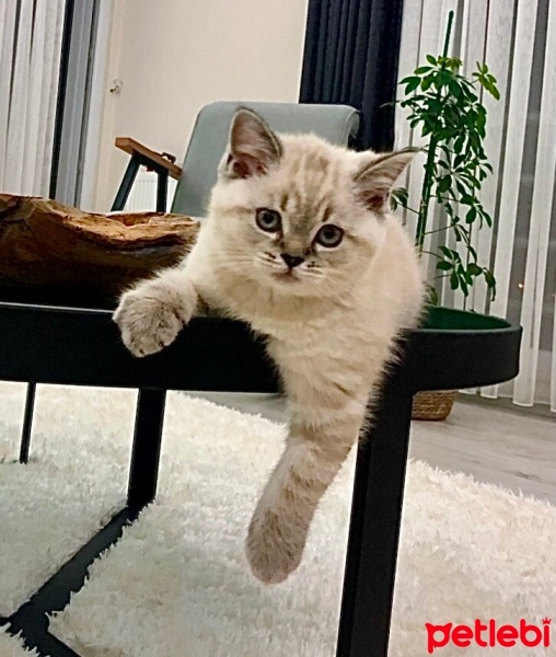 British Shorthair, Kedi  Simba fotoğrafı