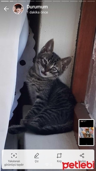 Tekir Kedi, Kedi  Şans fotoğrafı