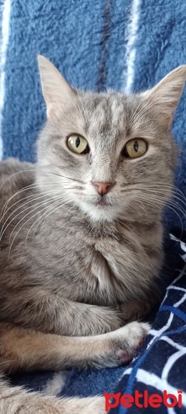 Tekir Kedi, Kedi  Duman fotoğrafı