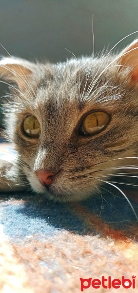 Tekir Kedi, Kedi  Duman fotoğrafı