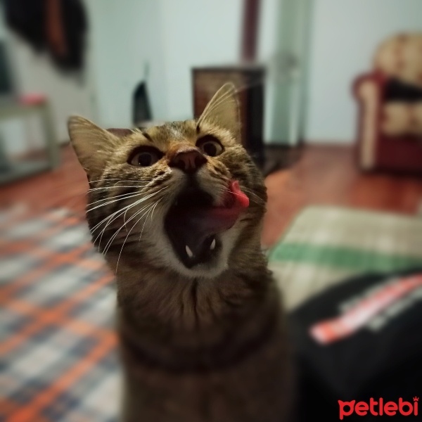 Tekir Kedi, Kedi  Şişko fotoğrafı