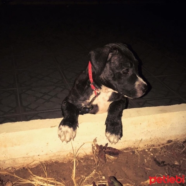 Amerikan Pitbull Terrier, Köpek  HERA fotoğrafı