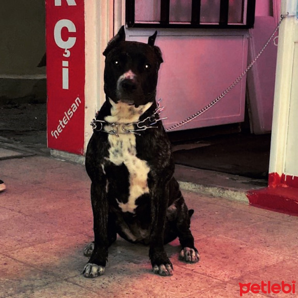 Amerikan Pitbull Terrier, Köpek  HERA fotoğrafı