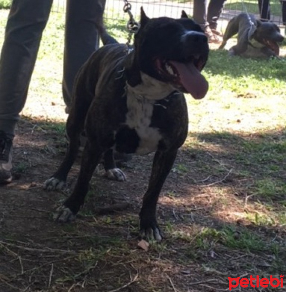 Amerikan Pitbull Terrier, Köpek  HERA fotoğrafı