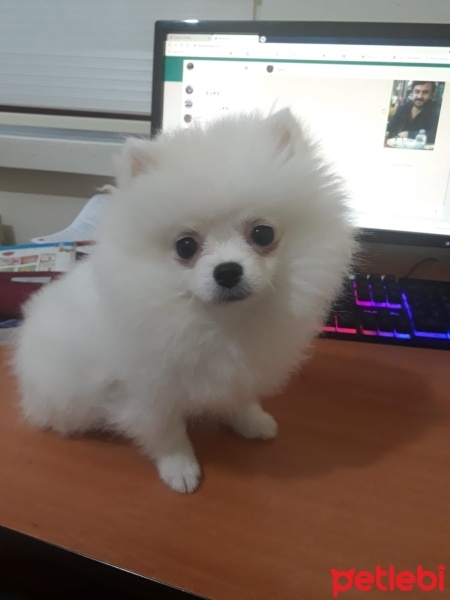 Pomeranyalı, Köpek  BERLİN fotoğrafı