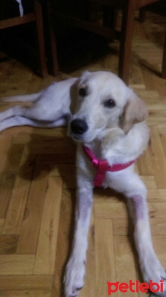 Golden Retriever, Köpek  peri fotoğrafı