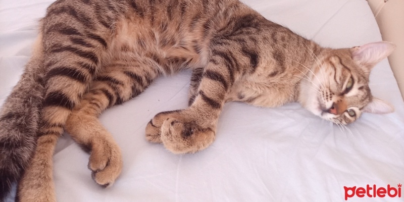 Tekir Kedi, Kedi  Boncuk fotoğrafı