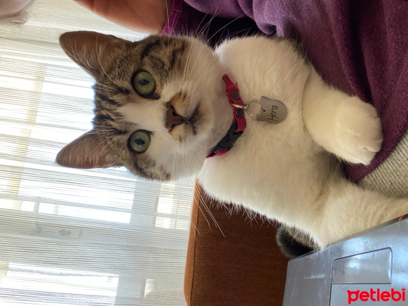 Tekir Kedi, Kedi  Hera fotoğrafı