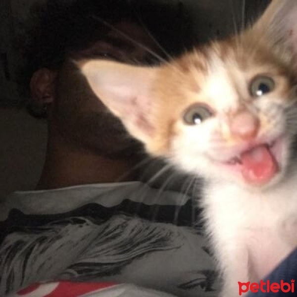 Sarman, Kedi  Diego fotoğrafı