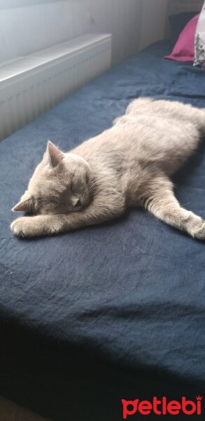 British Shorthair, Kedi  Lupine fotoğrafı