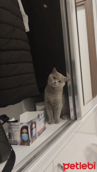 British Shorthair, Kedi  Lupine fotoğrafı