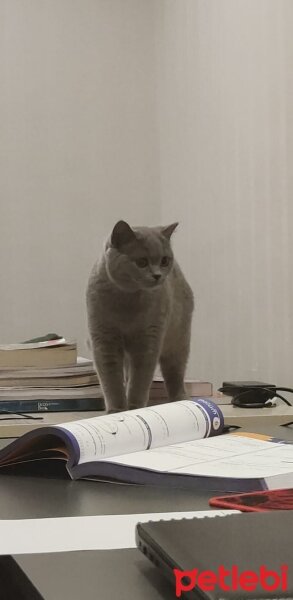 British Shorthair, Kedi  Lupine fotoğrafı