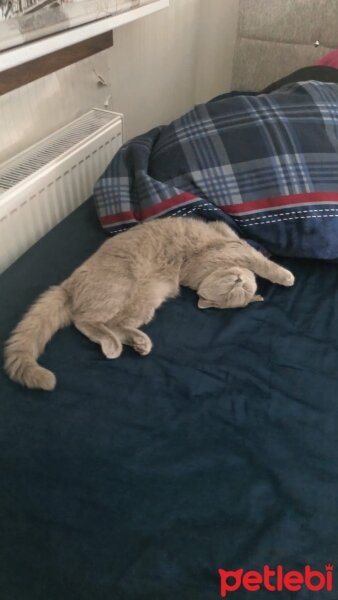 British Shorthair, Kedi  Lupine fotoğrafı