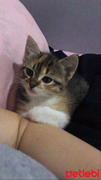 Tekir Kedi, Kedi  Matilda fotoğrafı