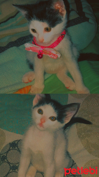 Tekir Kedi, Kedi  Matilda fotoğrafı