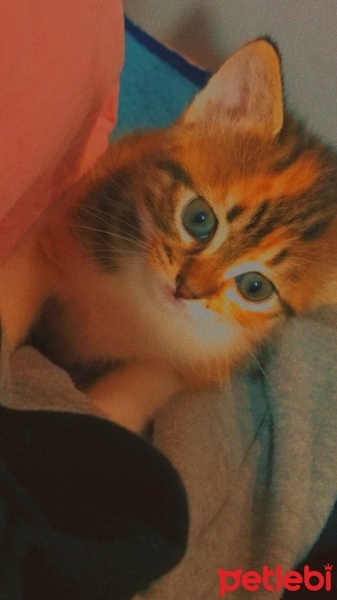 Tekir Kedi, Kedi  Matilda fotoğrafı