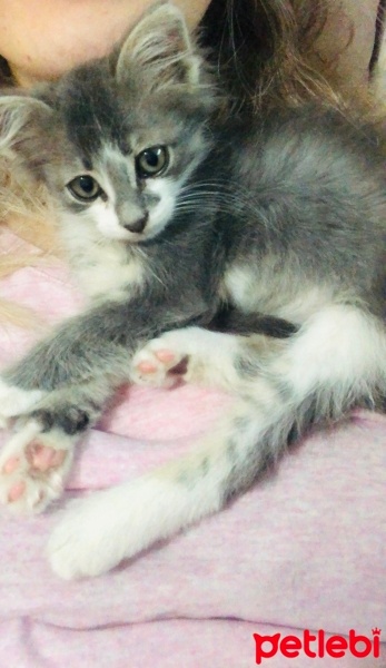 Tekir Kedi, Kedi  Bulut fotoğrafı