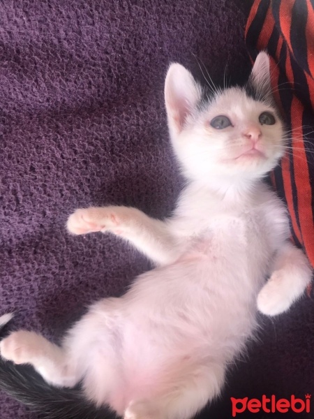 Tekir Kedi, Kedi  Mia fotoğrafı