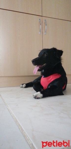 Border Collie, Köpek  Boncuk fotoğrafı
