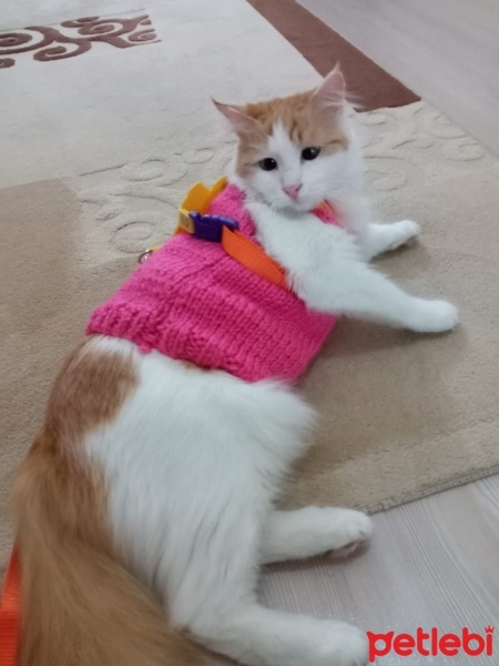 Sarman, Kedi  ŞAŞI fotoğrafı