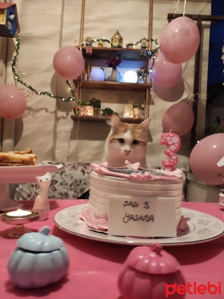 Sarman, Kedi  ŞAŞI fotoğrafı