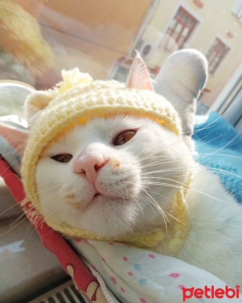 Sarman, Kedi  ŞAŞI fotoğrafı