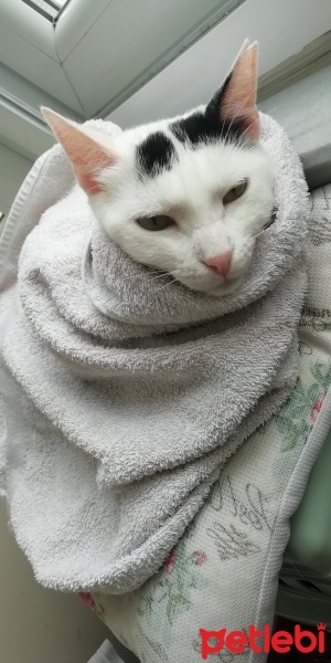 Tekir Kedi, Kedi  pamuk fotoğrafı