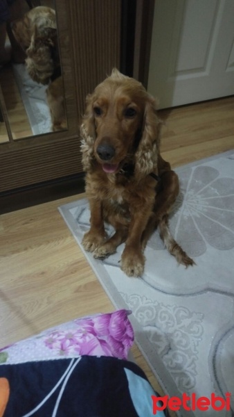 İngiliz Cocker Spaniel, Köpek  DAİSY fotoğrafı