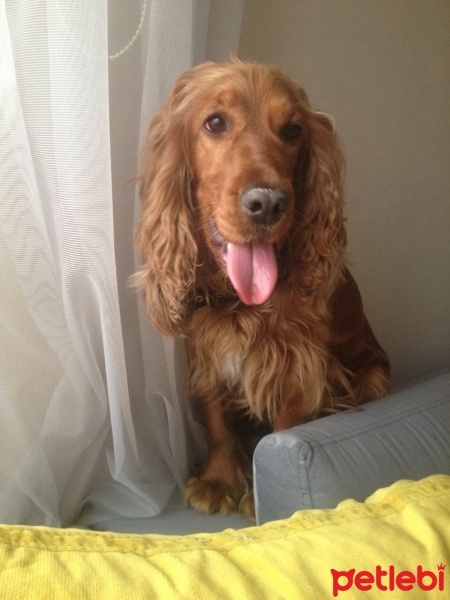 İngiliz Cocker Spaniel, Köpek  DAİSY fotoğrafı
