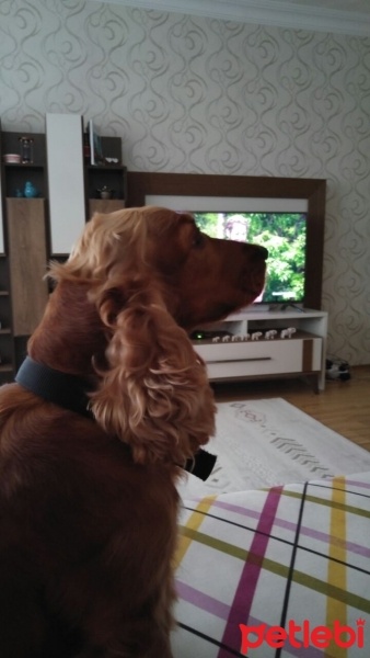 İngiliz Cocker Spaniel, Köpek  DAİSY fotoğrafı