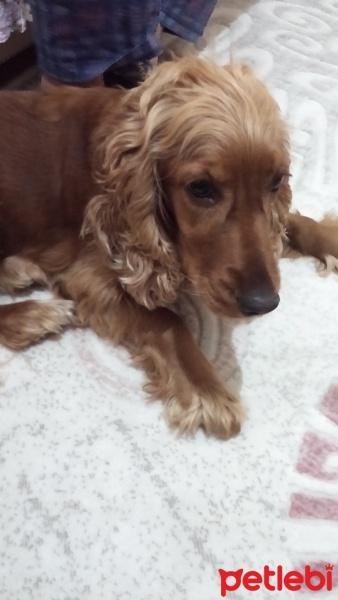 İngiliz Cocker Spaniel, Köpek  DAİSY fotoğrafı