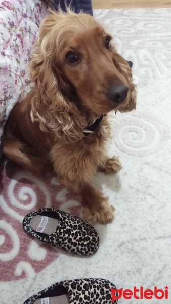 İngiliz Cocker Spaniel, Köpek  DAİSY fotoğrafı
