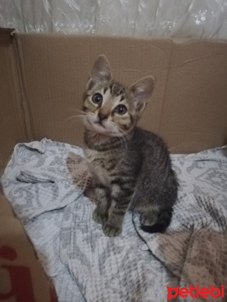 Tekir Kedi, Kedi  Tekir fotoğrafı