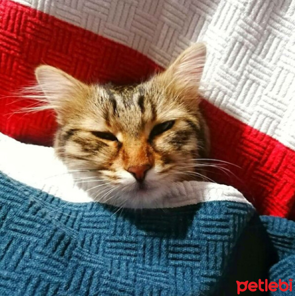 Tekir Kedi, Kedi  Şanslı fotoğrafı