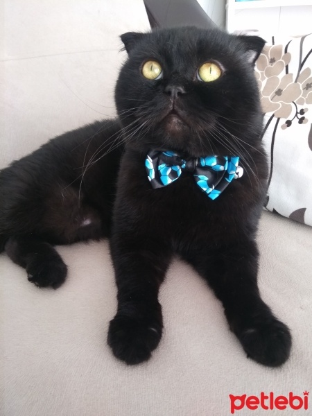 Scottish Fold, Kedi  Zeytin fotoğrafı