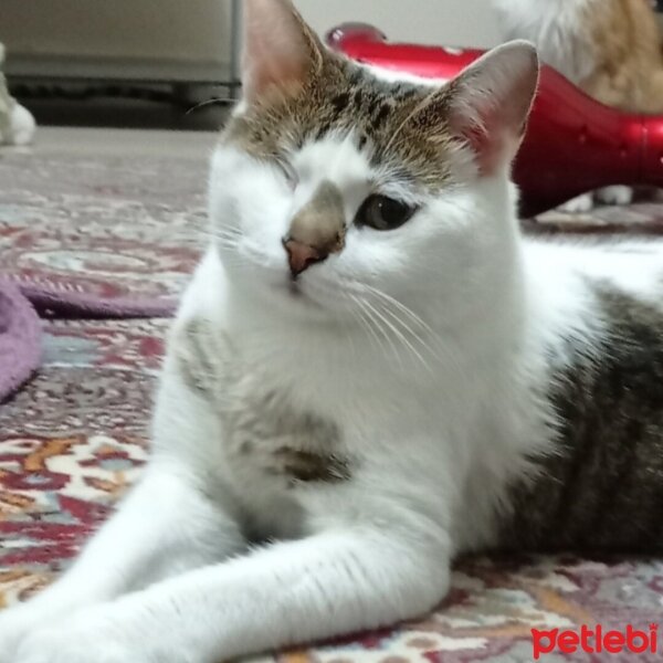 Sarman, Kedi  Mars fotoğrafı