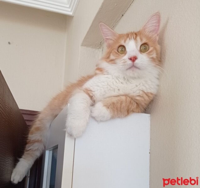 Sarman, Kedi  Mars fotoğrafı