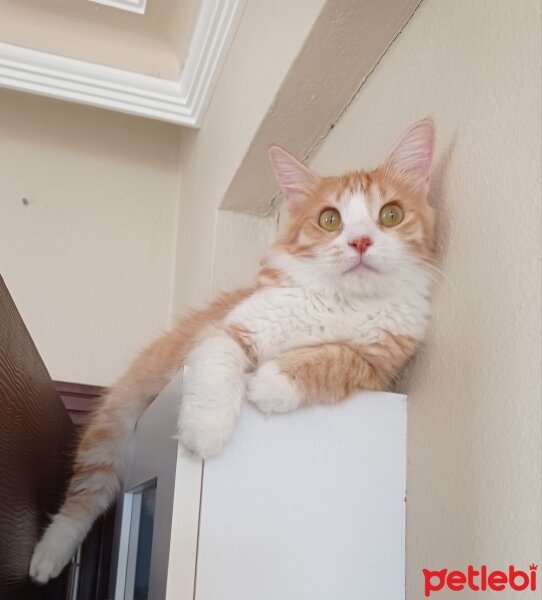 Sarman, Kedi  Mars fotoğrafı