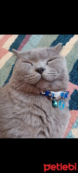 British Shorthair, Kedi  Duman fotoğrafı