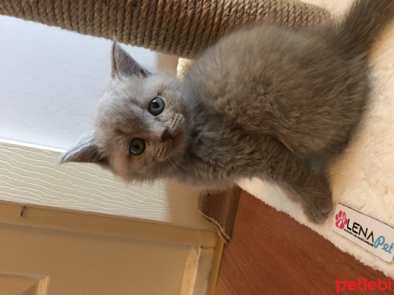 British Shorthair, Kedi  Odin fotoğrafı