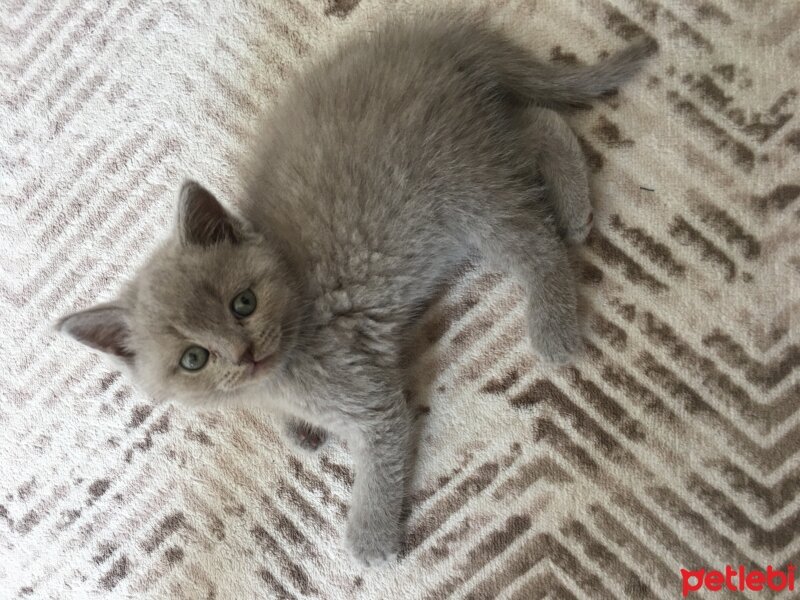 British Shorthair, Kedi  Odin fotoğrafı