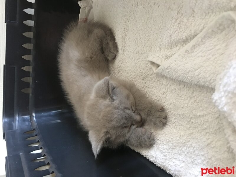 British Shorthair, Kedi  Odin fotoğrafı