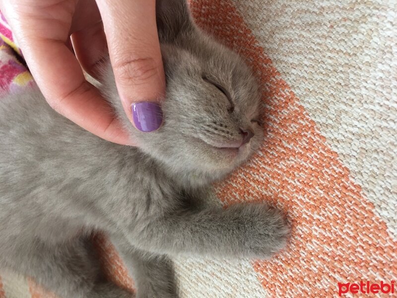 British Shorthair, Kedi  Odin fotoğrafı