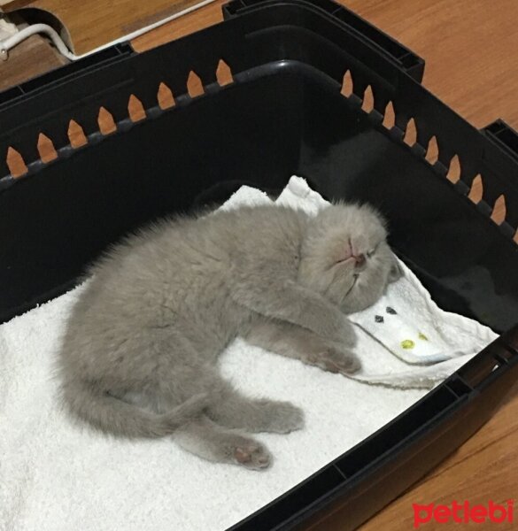 British Shorthair, Kedi  Odin fotoğrafı