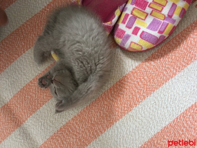 British Shorthair, Kedi  Odin fotoğrafı