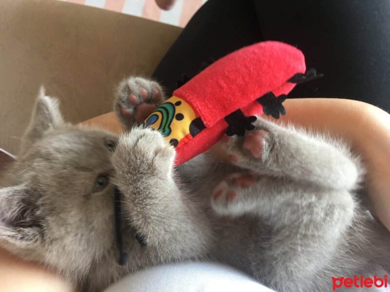 British Shorthair, Kedi  Odin fotoğrafı