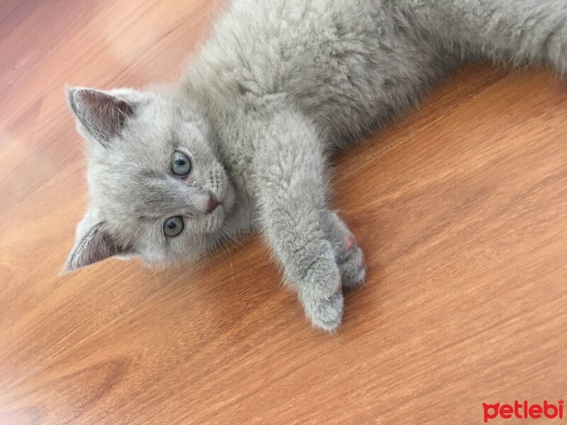 British Shorthair, Kedi  Odin fotoğrafı