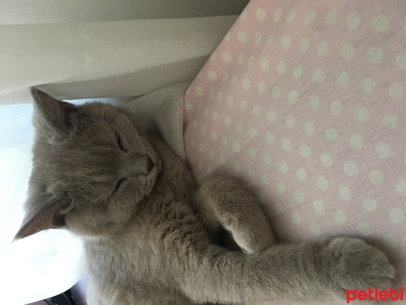 British Shorthair, Kedi  Odin fotoğrafı