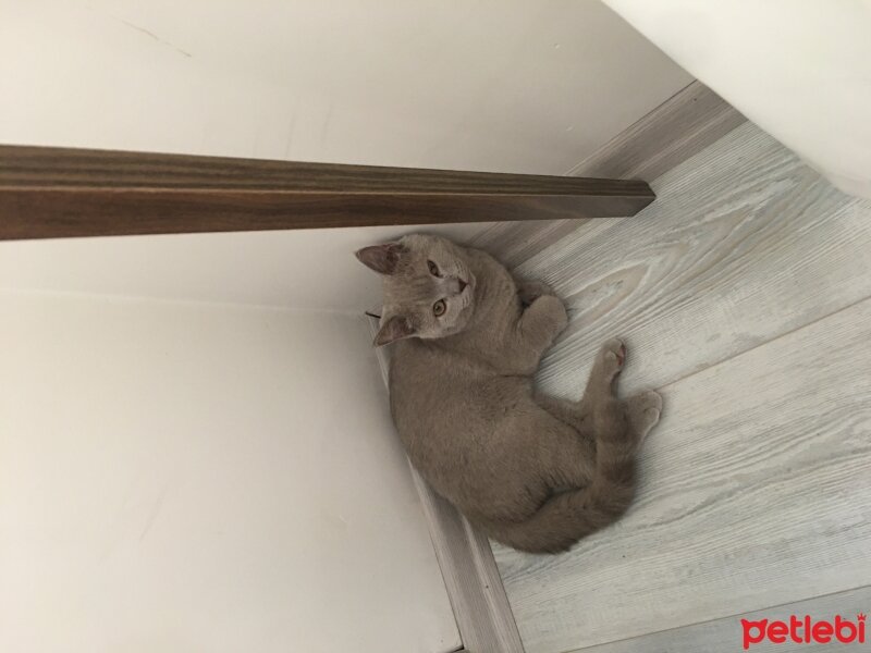 British Shorthair, Kedi  Odin fotoğrafı